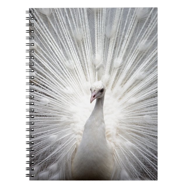Beautiful white peacock notebook (Front)