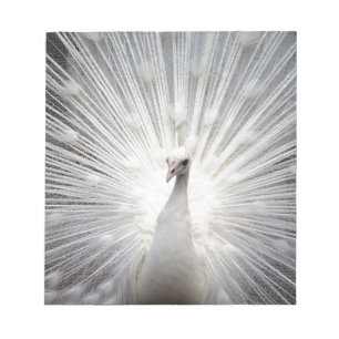 Beautiful white peacock notepad