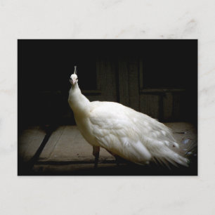Beautiful White Peacock Postcard