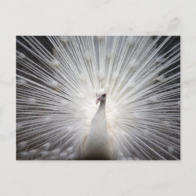Beautiful white peacock postcard (Front)