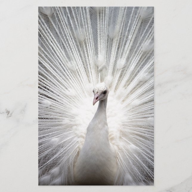 Beautiful white peacock stationery (Front)