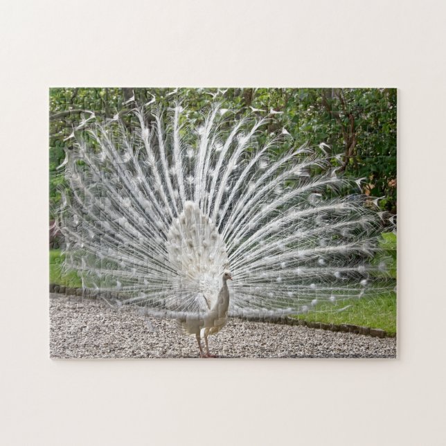 Beautiful White Peacock With Full Feather Spread J Jigsaw Puzzle (Horizontal)