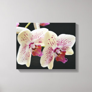 Beautiful White & Pink Orchid w/Black Background Canvas Print