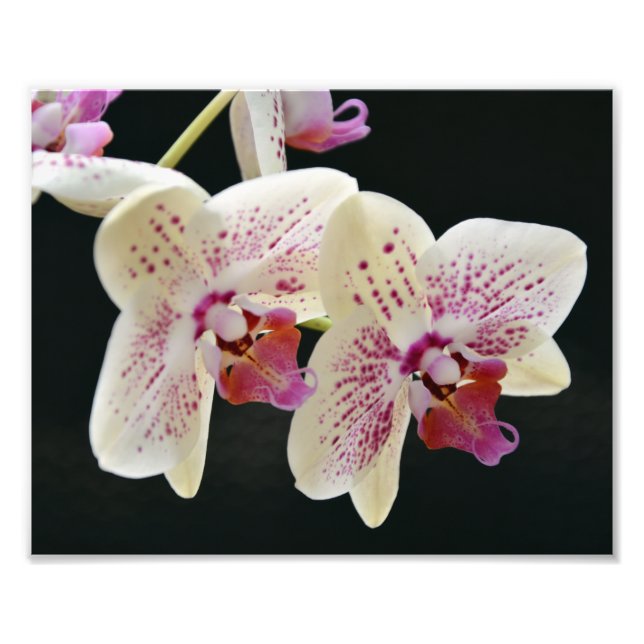 Beautiful White & Pink Orchid w/Black Background Photo Print (Front)