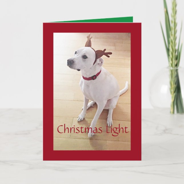 Beautiful White Reindeer Dog Red Christmas  Holiday Card (Front)
