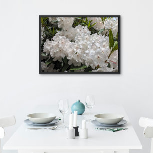 Beautiful White Rhododendron Blooms Floral Poster