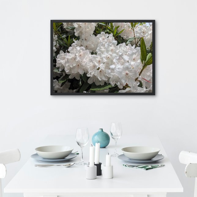 Beautiful White Rhododendron Blooms Floral Poster (In Situ (Framed))