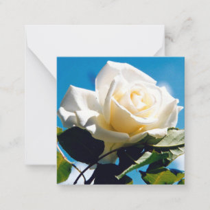 Beautiful White Rose Card
