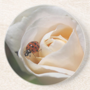 beautiful white rose flower and ladybug coaster