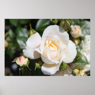 Beautiful white rose flower. floral photography, poster