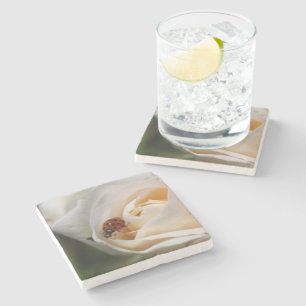 Beautiful white rose flower, red ladybug stone coaster