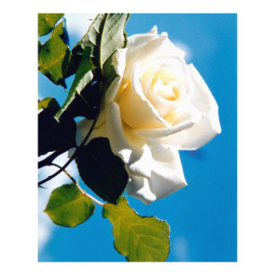 Beautiful White rose  Photo Print