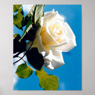 Beautiful White rose Poster