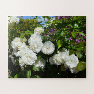 Beautiful white roses jigsaw puzzle