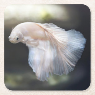 Beautiful White Siamese Betta Fighting Fish Square Paper Coaster