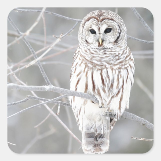 Beautiful White Snow Owl Design Square Sticker (Front)