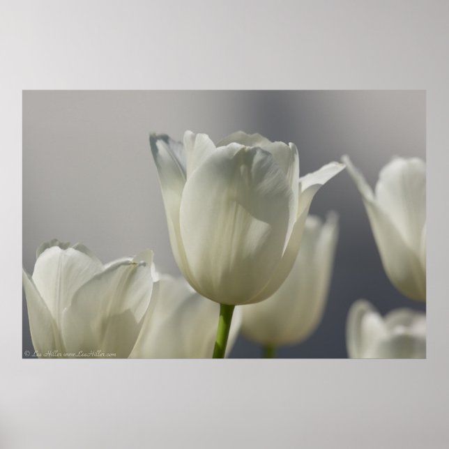 Beautiful White Spring Tulips Poster (Front)