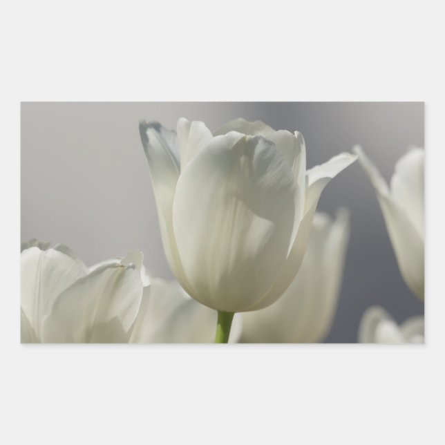 Beautiful White Spring Tulips Rectangular Sticker (Front)