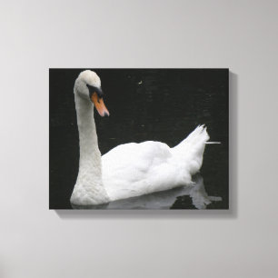 Beautiful White Swan Canvas Print