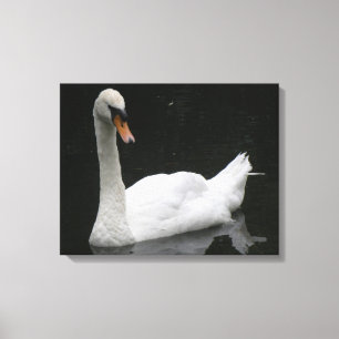 Beautiful White Swan Canvas Print