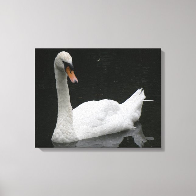 Beautiful White Swan Canvas Print (Front)