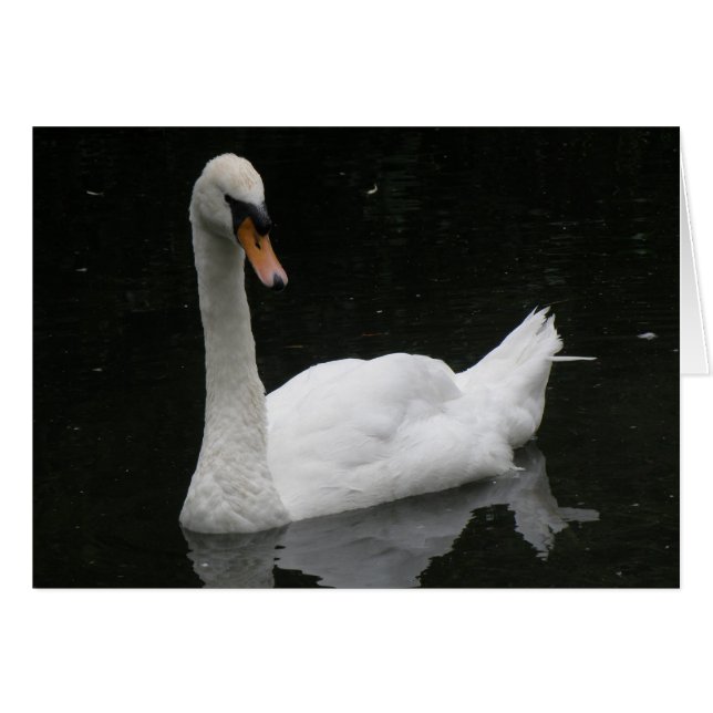 Beautiful White Swan Card (Front Horizontal)