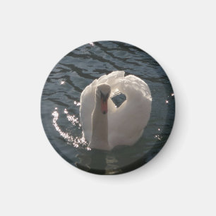 Beautiful white swan magnet