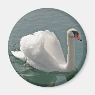 Beautiful white swan magnet