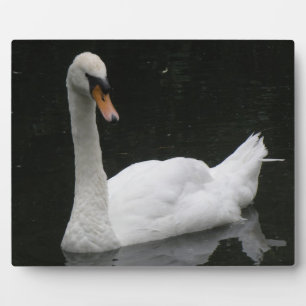 Beautiful White Swan Plaque