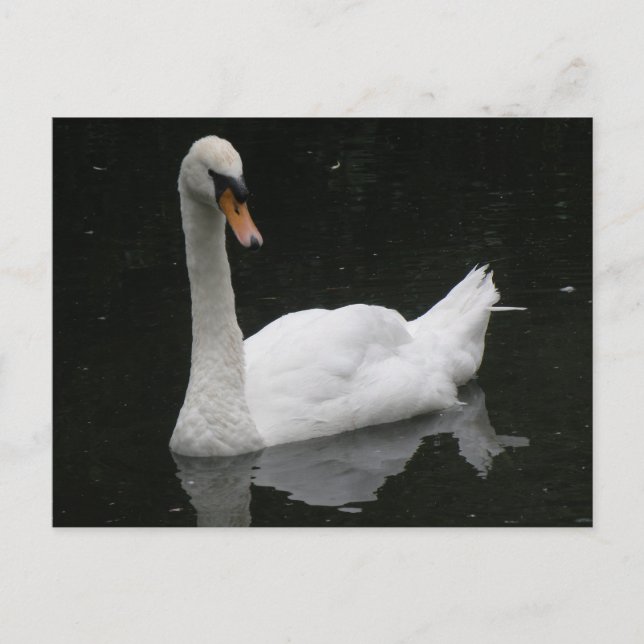 Beautiful White Swan Postcard (Front)
