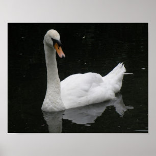 Beautiful White Swan Poster