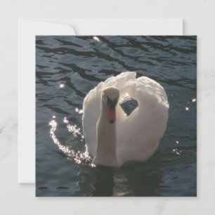 Beautiful white swan throw pillow