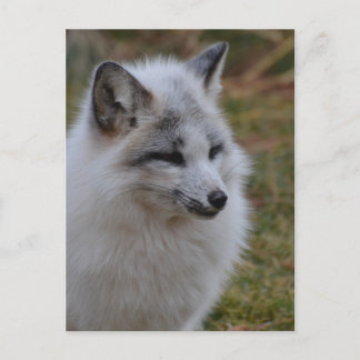 Beautiful White Swift Fox Postcard