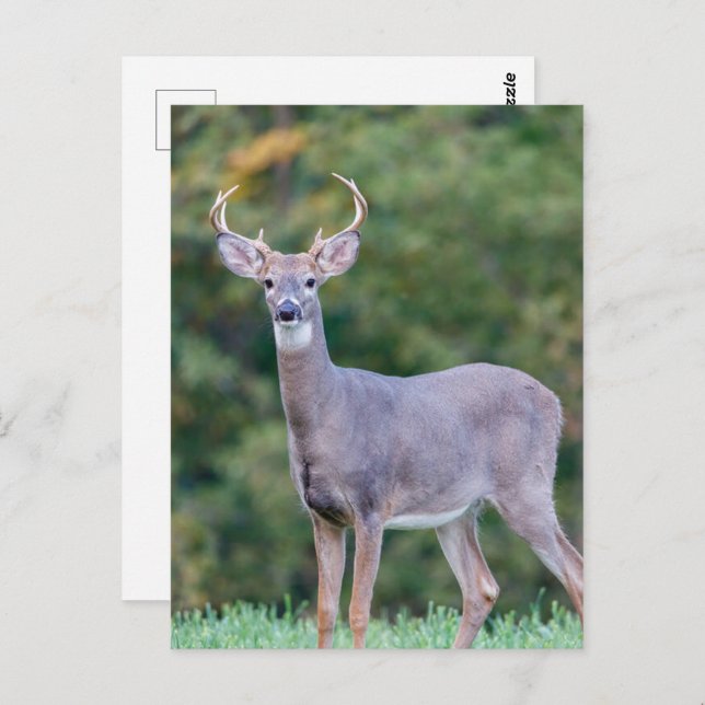 Beautiful White-tailed Buck Deer in Field       Postcard (Front/Back)