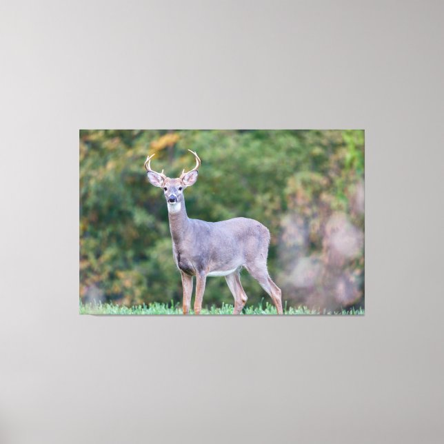 Beautiful White-tailed Deer in Field   Canvas Print (Front)