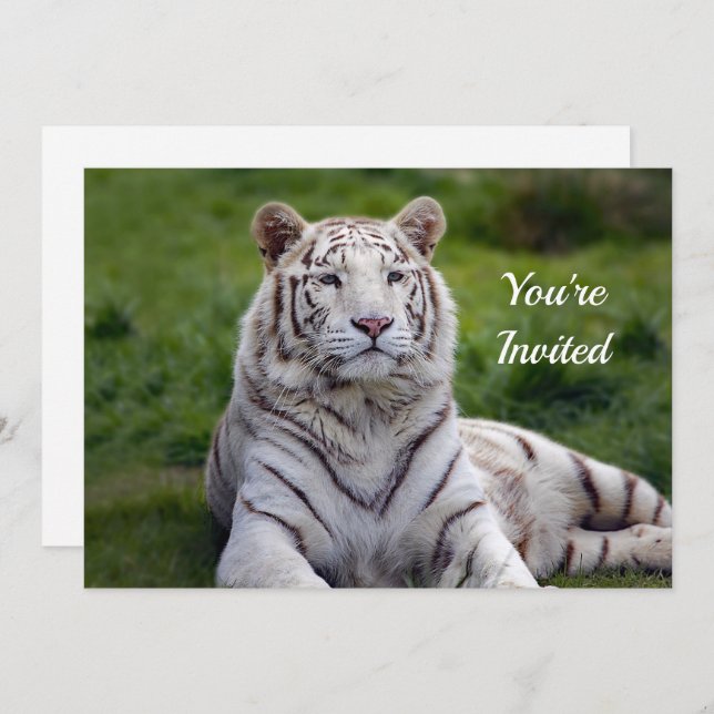 Beautiful White Tiger Photo Birthday Invitation (Front/Back)