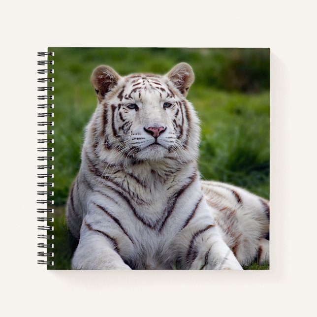 Beautiful White Tiger Photo Notebook (Front)