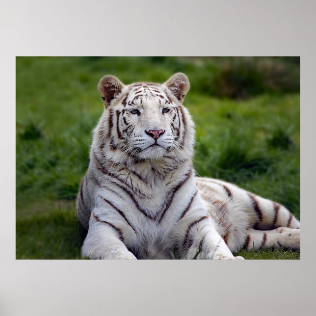 Beautiful White Tiger Photo Poster (Front)