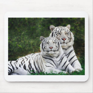 Beautiful White Tigers Mouse Pad