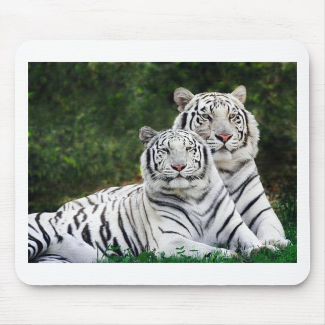Beautiful White Tigers Mouse Pad (Front)