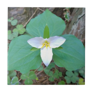 Beautiful White Trillium Flower in the Forest Tile