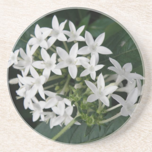 Beautiful White Tropical Flowers Coasters (Front)
