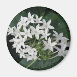 Beautiful White Tropical Flowers Magnet