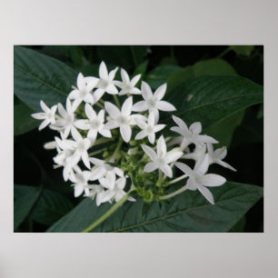 Beautiful White Tropical Flowers Print