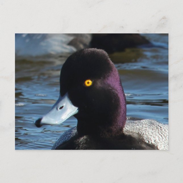 Beautiful Wild Duck - Lesser Scaup Drake Postcard (Front)