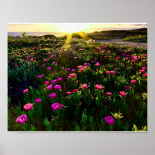 Beautiful wild flowers sunset poster