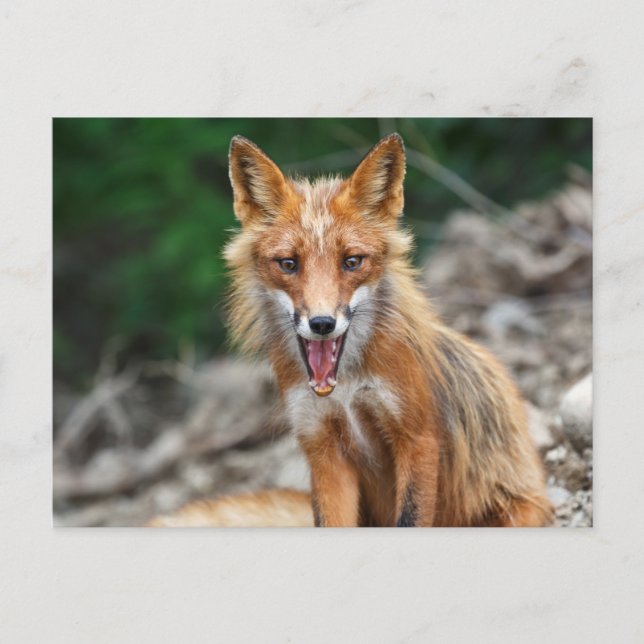 Beautiful wild red fox sitting on stones postcard (Front)