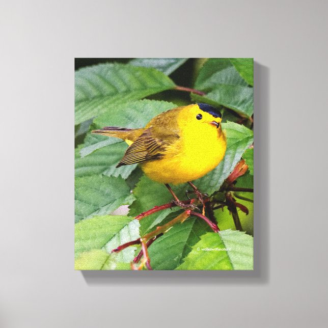 Beautiful Wilson's Warbler in the Cherry Tree Canvas Print (Front)