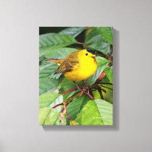 Beautiful Wilson's Warbler in the Cherry Tree Canvas Print