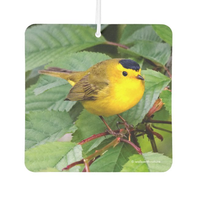 Beautiful Wilson's Warbler in the Cherry Tree Car Air Freshener (Front)